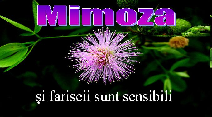 Mimoza