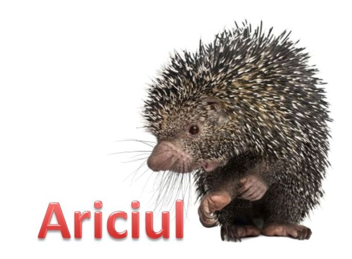 ariciul
