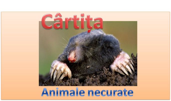 Cartita