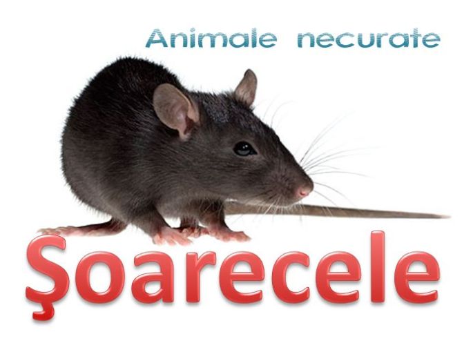 Soarecele