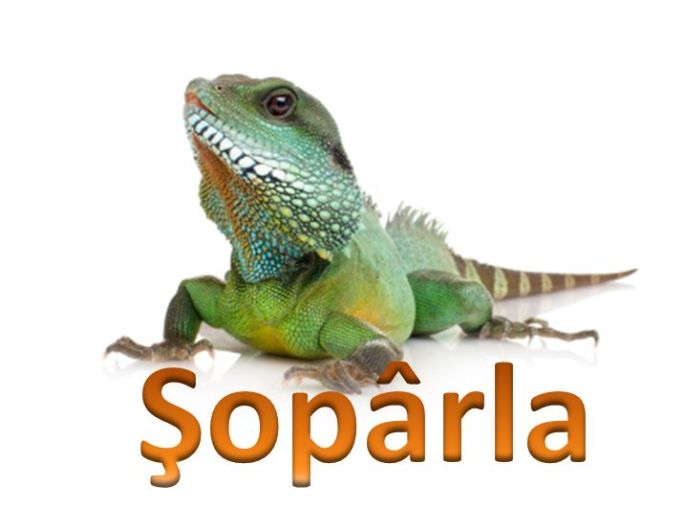 soparla