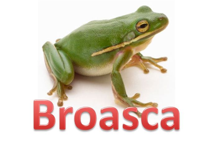 Broasca