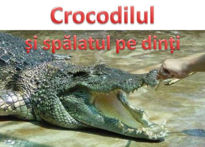 Crocodilul dintii 2 1