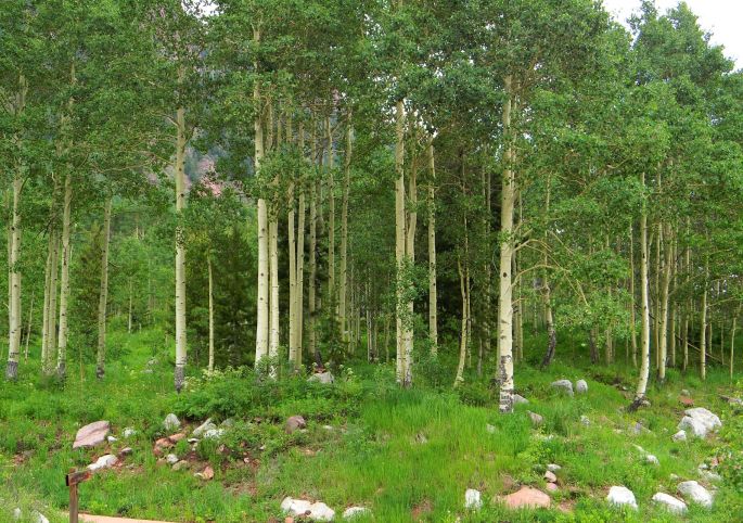 Aspens