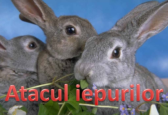 iepuri