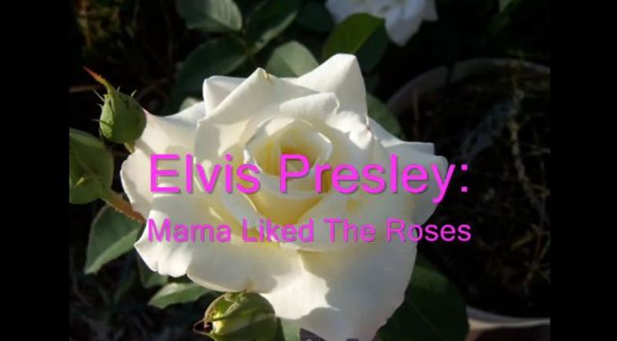 Mamei ii placeau trandafirii